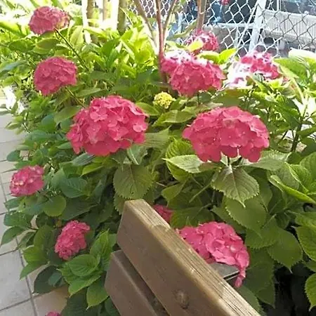 Rocchi Hotel Rimini